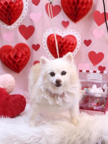 20240227キナコちゃん